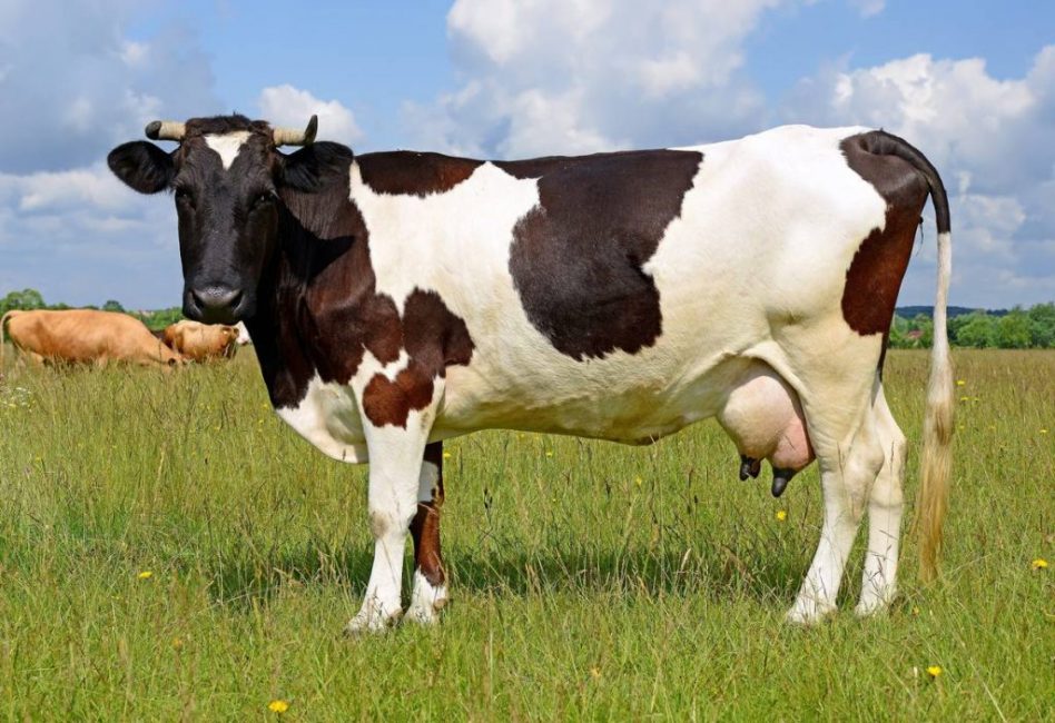 В основе коровяка лежит коровий навоз
