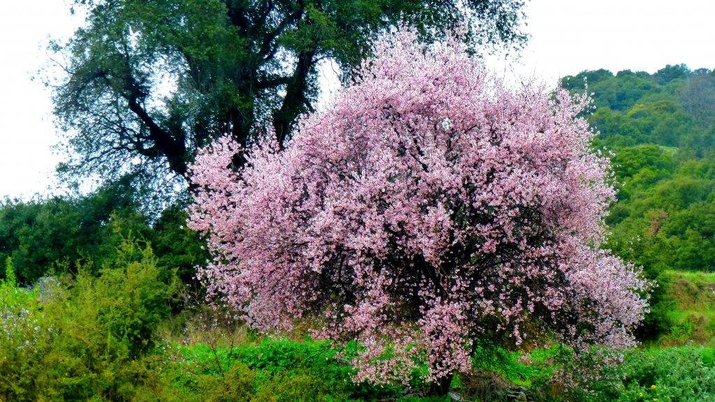 Миндаль дерево в крыму фото