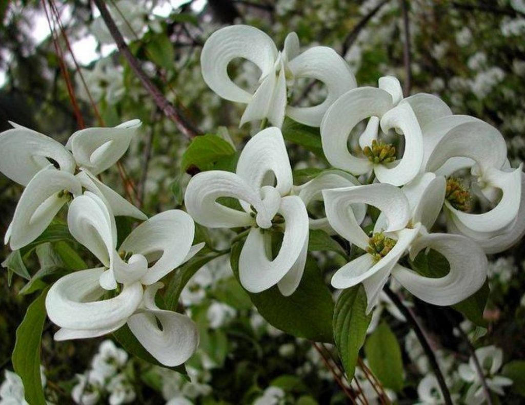 Кизил Цветущий (Cornus Florida)