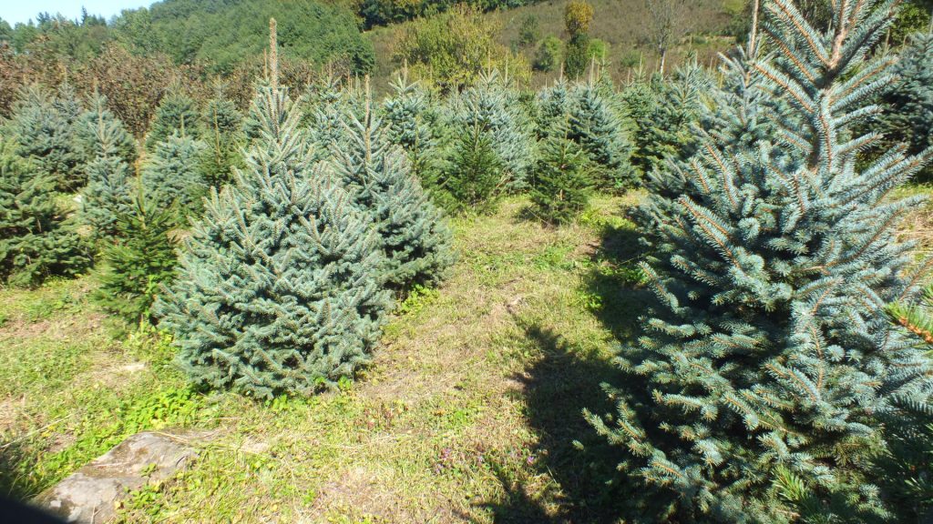 Ель: Описание, Виды, Сорта, Посадка, Уход (70+ Фото) +Отзывы