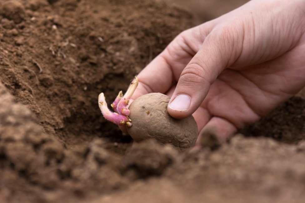 Есть несколько способов внесения суперфосфата в почву перед посадкой картофеля
