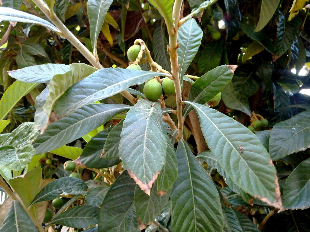Засыхание листьев – одна из частых проблем при выращивании зимнецвета
