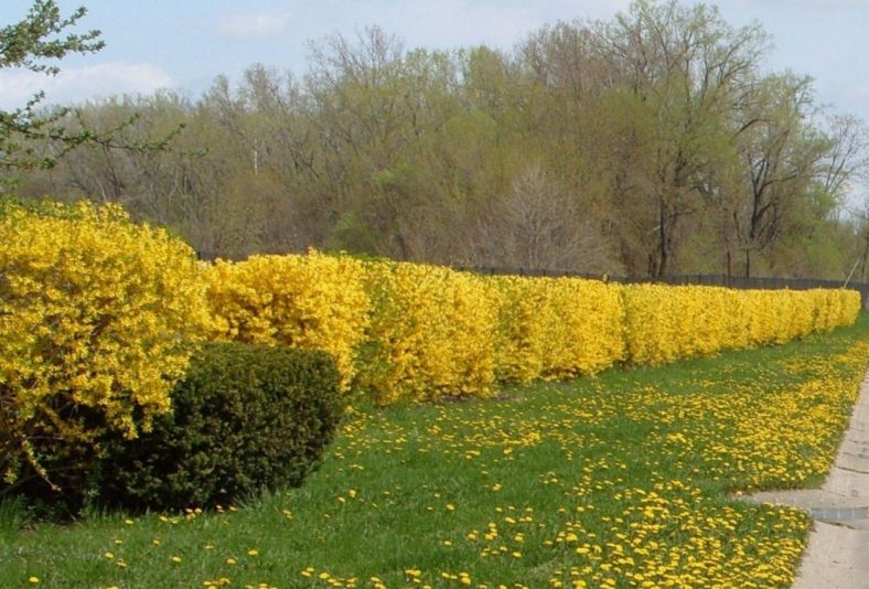Форзиция (80+ Фото) Посадка, Уход, Выращивание +Отзывы
