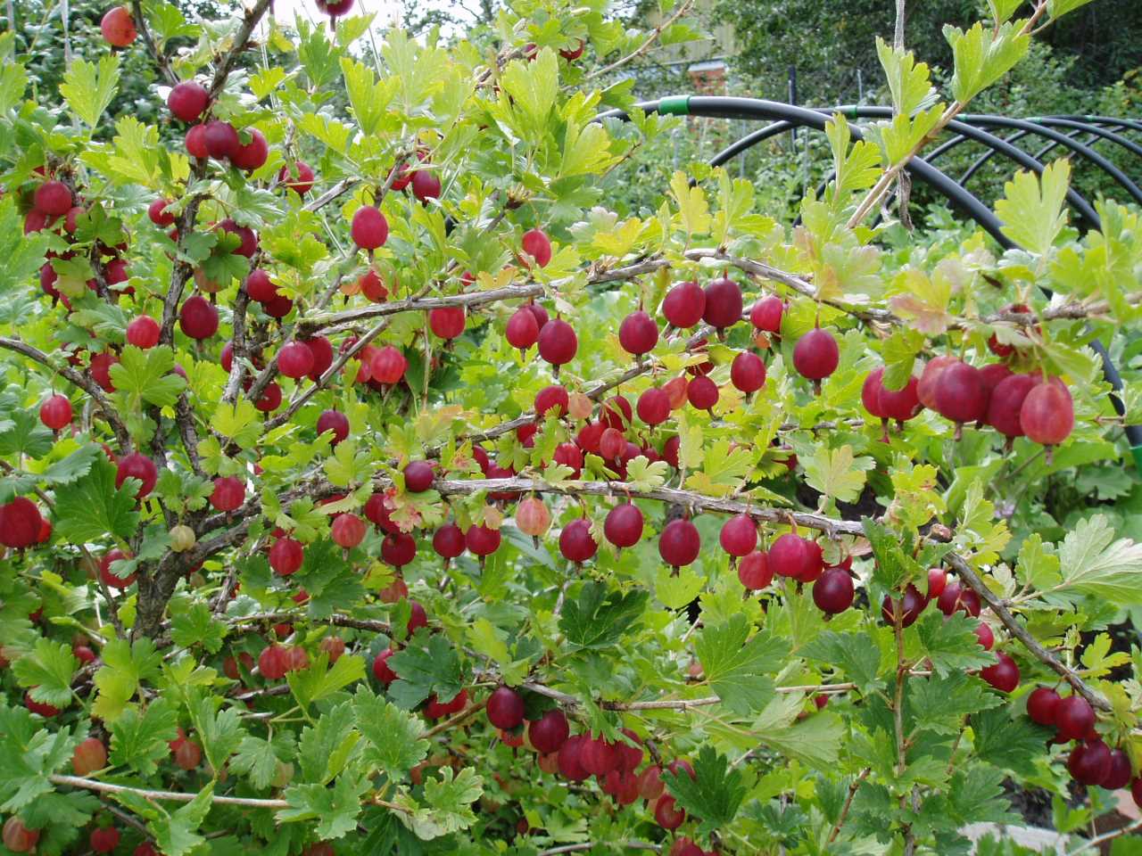 Куст крыжовника