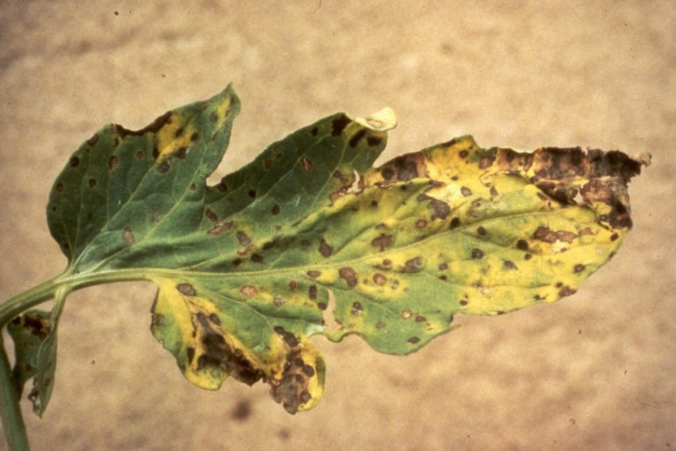 Лист комнатного растения, пораженный хлорозом