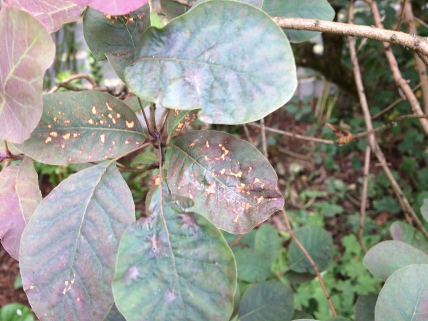 Пораженные болезнью листья скумпии
