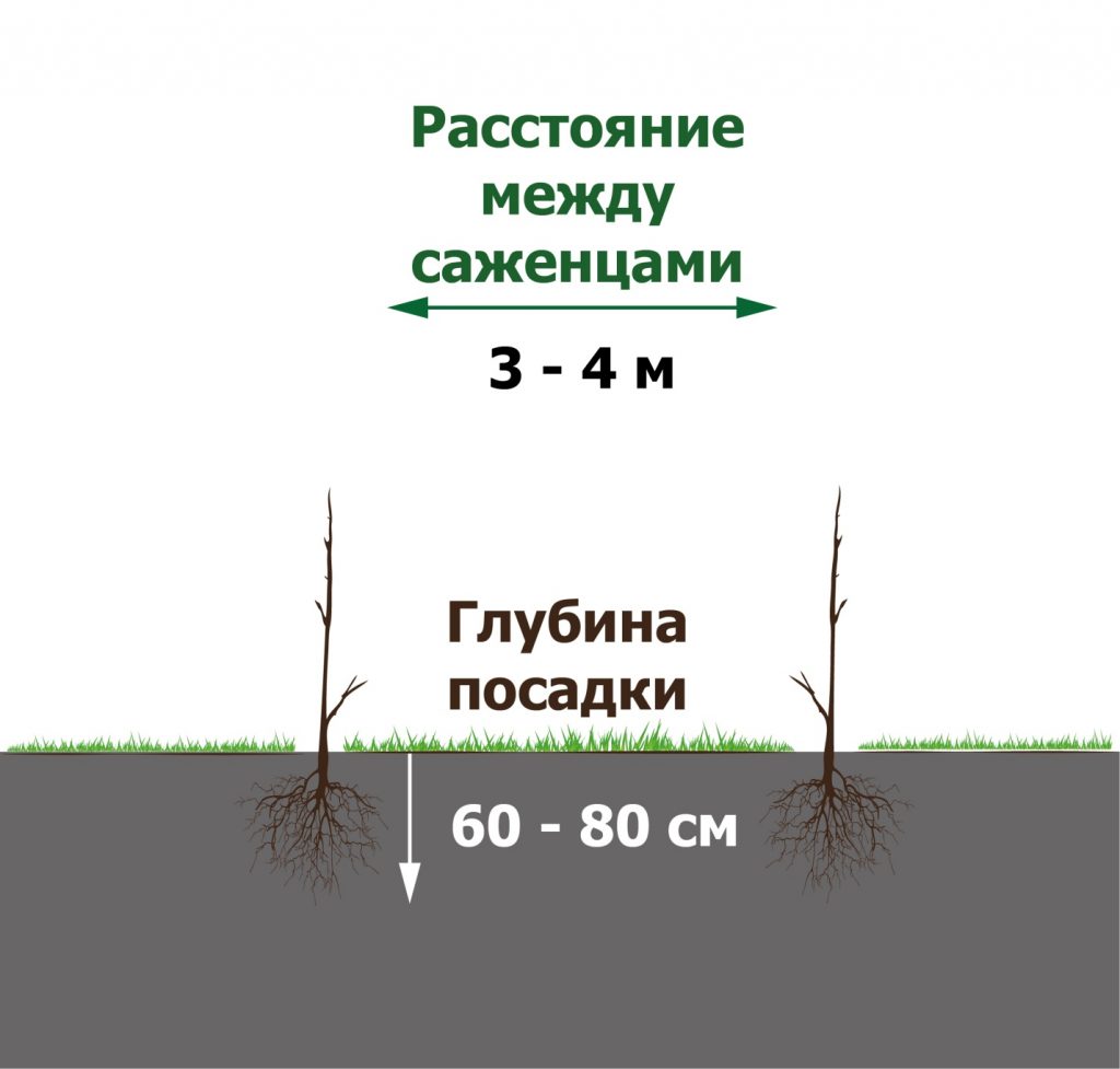 Между растениями должно быть достаточно места