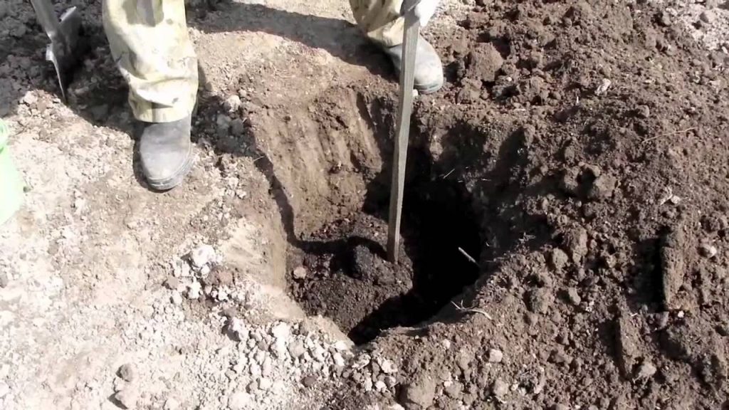 Груша: Описание, Виды, Посадка, Обрезка, Уход (Фото)+Отзывы