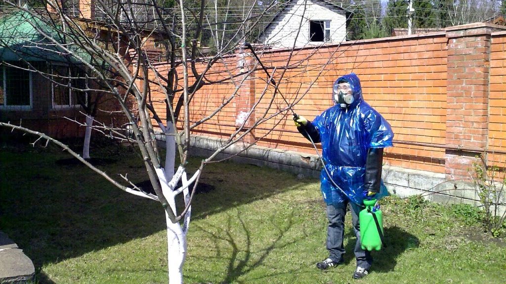Опрыскивание деревьев весной