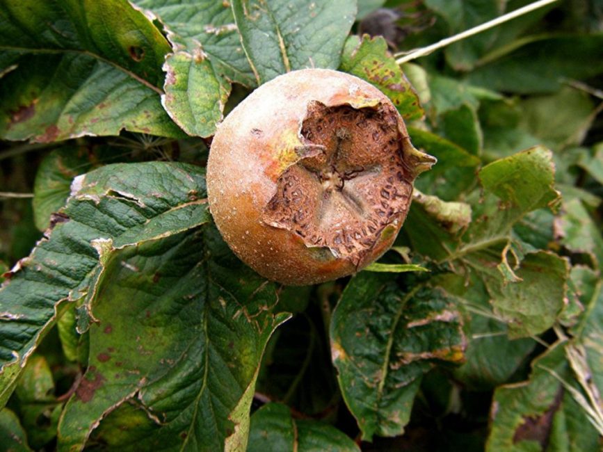Плоды германской эриоботрии твёрдые, жёсткие и по виду напоминают айву или райские яблочки