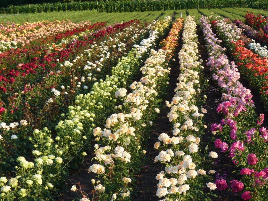 Разновидности цветов роз