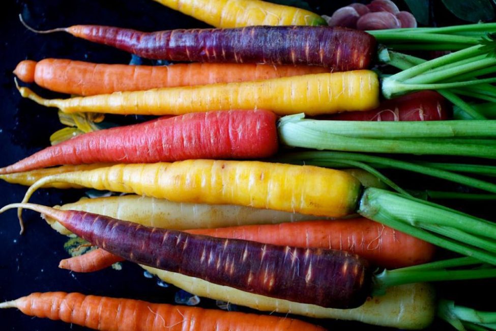 Разнообразие сортов моркови