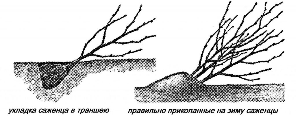 Саженец, помещенный на зиму в траншею