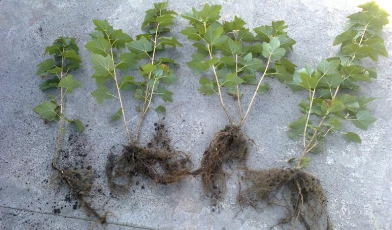 Смородина: Описание, Сорта, Посадка, Уход | (23 Фото)+Отзывы