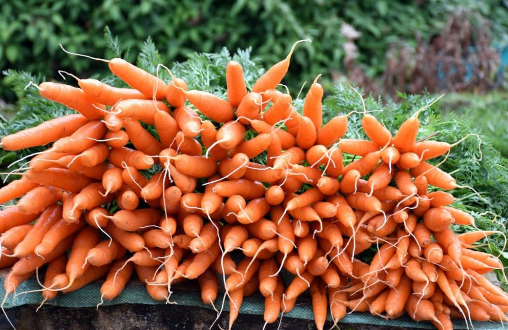 Собранный урожай моркови