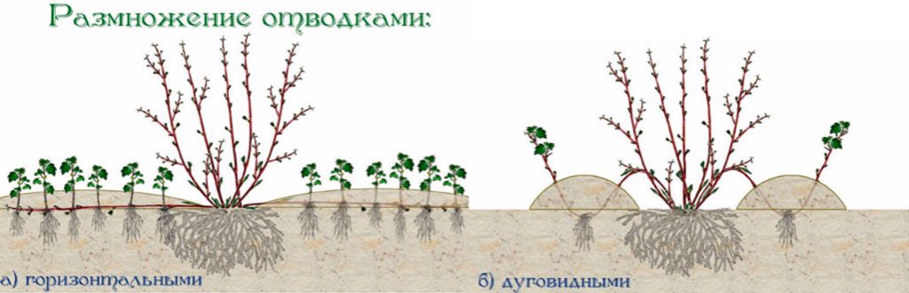Способы размножения отводками