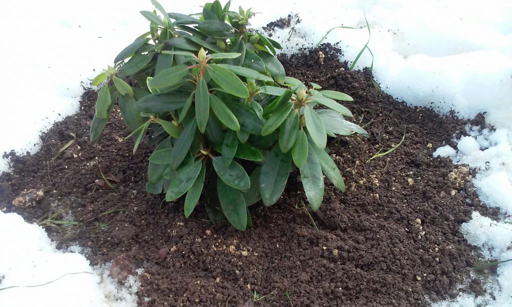 Среди рододендронов есть холодоустойчивые сорта