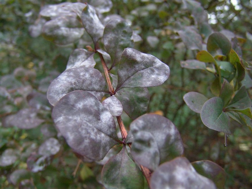 Характерный белый налет на листьях дерена