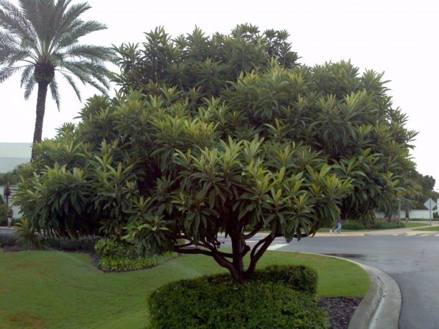 Чашковое дерево – дерево, типичное для тропических широт