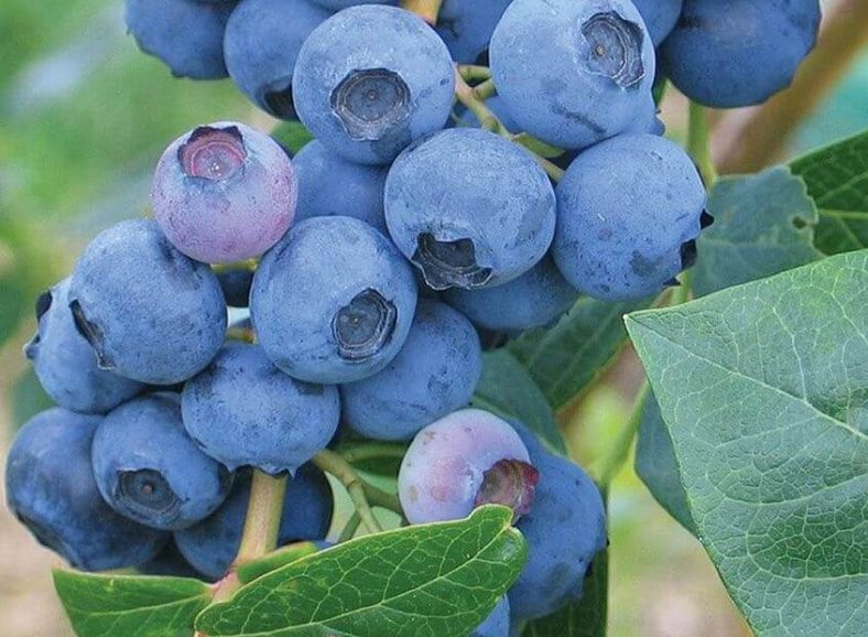 Голубика: Описание 25 Лучших Сортов | (Фото) +Отзывы