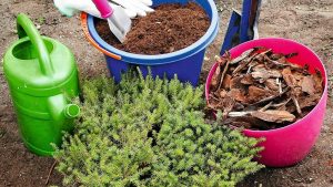 Вереск: Описание, Сорта, Посадка, Уход | (55+ Фото) +Отзывы