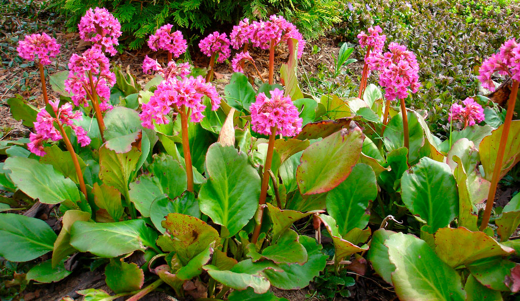 Бадан тихоокеанский