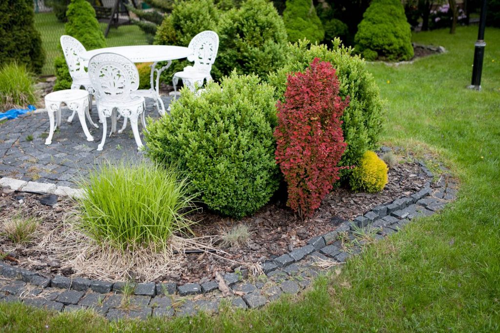 Барбарис в ландшафтном дизайне