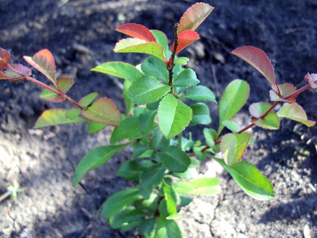 Черенок айвы