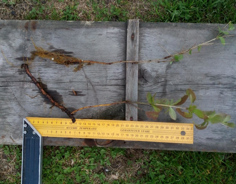 Размножение делением куста