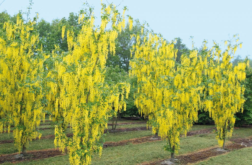 Бобовник любит солнечные места без сильных ветров и сквозняков