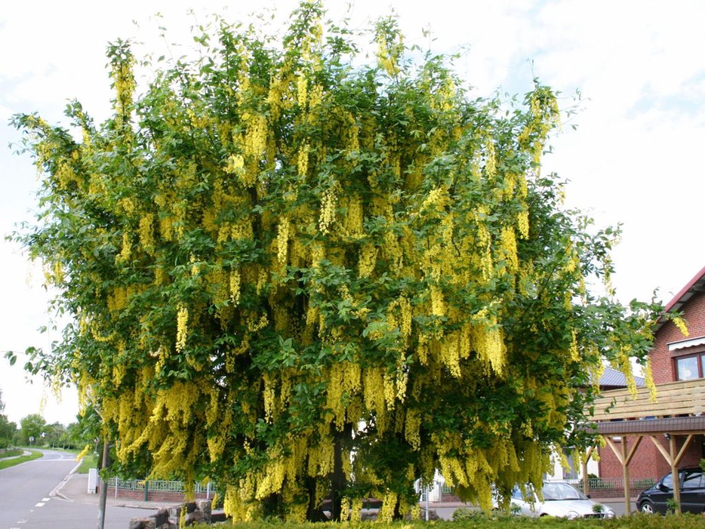 Бобовник неплохо адаптирован к городской среде