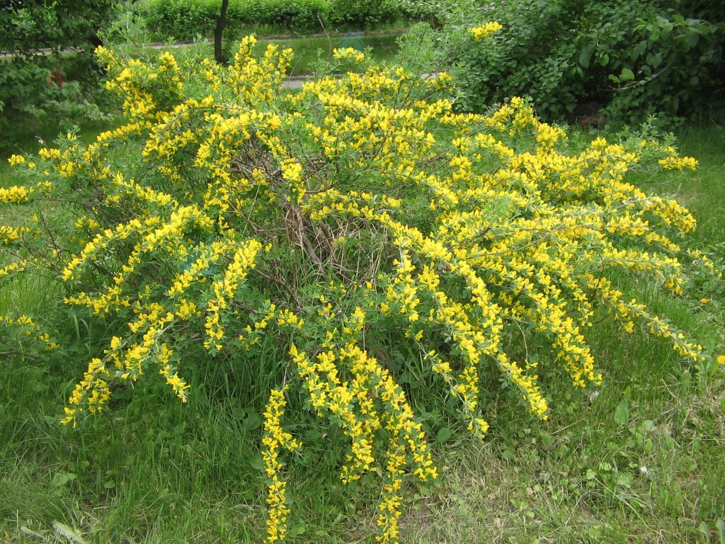 Бобовник практически не нуждается в формировочной обрезке
