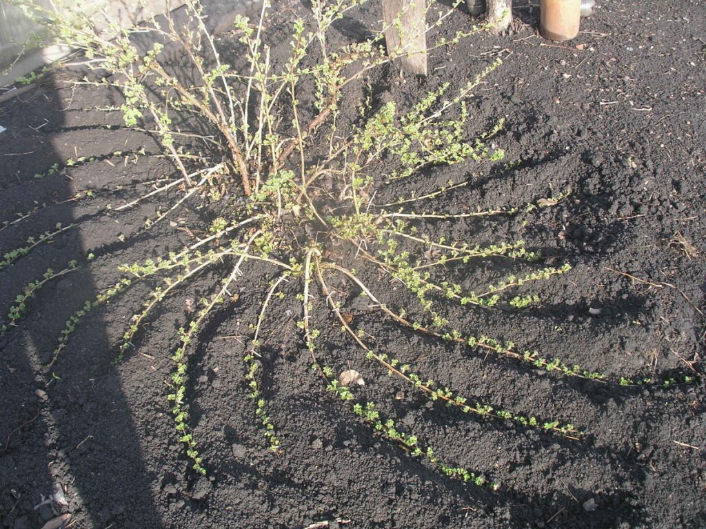 Вот так выглядит размножение отводками