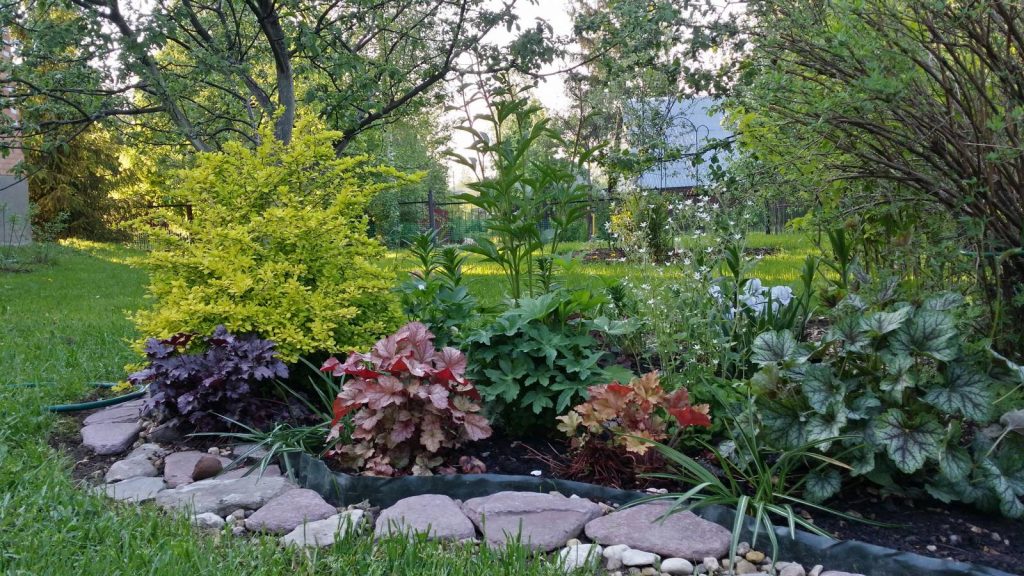 Гейхера на клумбе