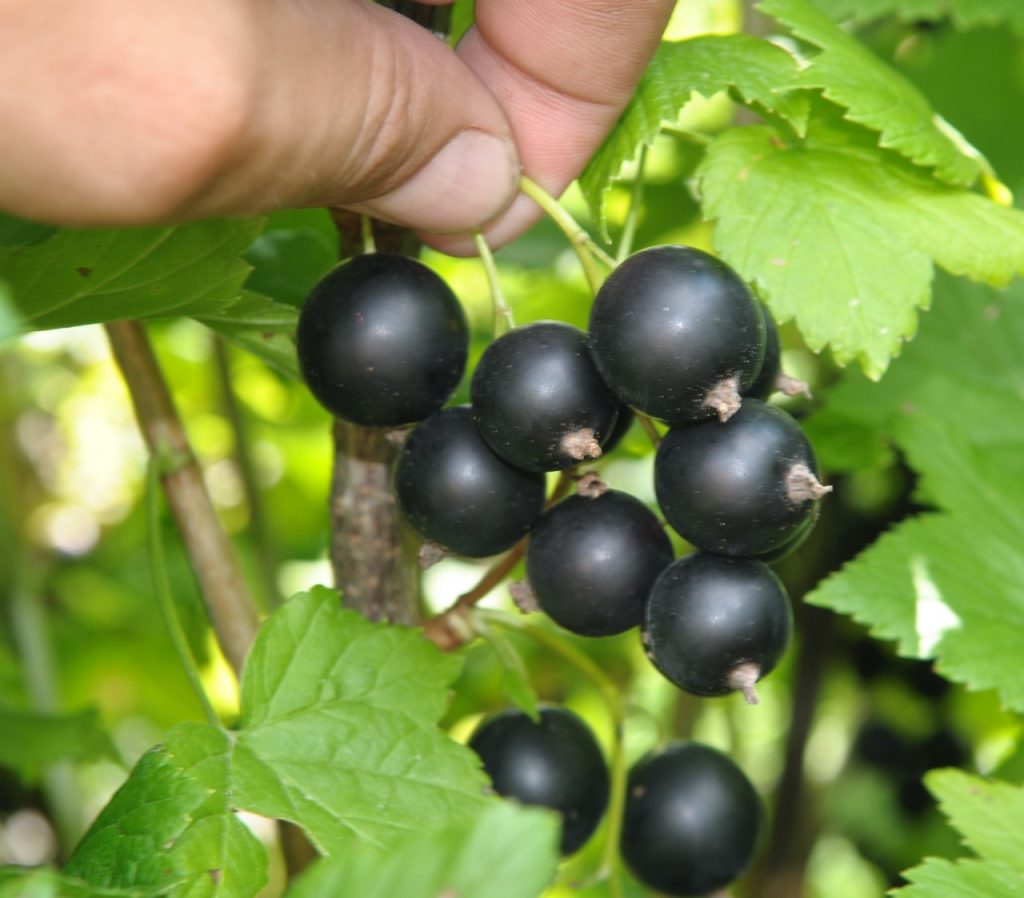 Дачница даёт небольшой урожай, но ягоды сладкие и крупные