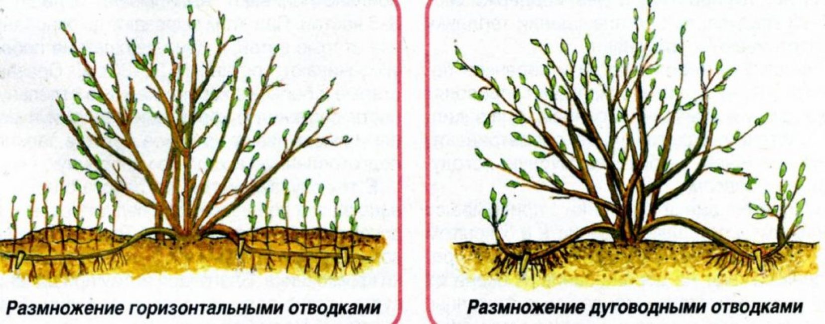 Два способами размножения отводками