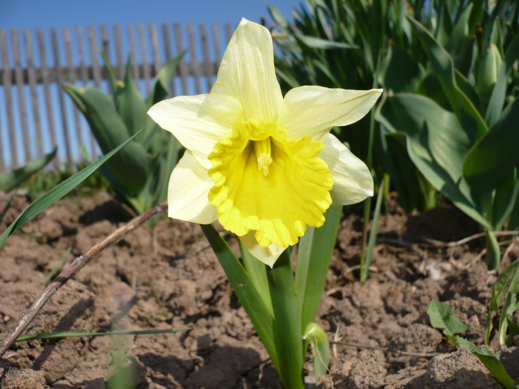 Для посадки растения лучше выбирать рыхлую почву, обеспечив хороший дренаж