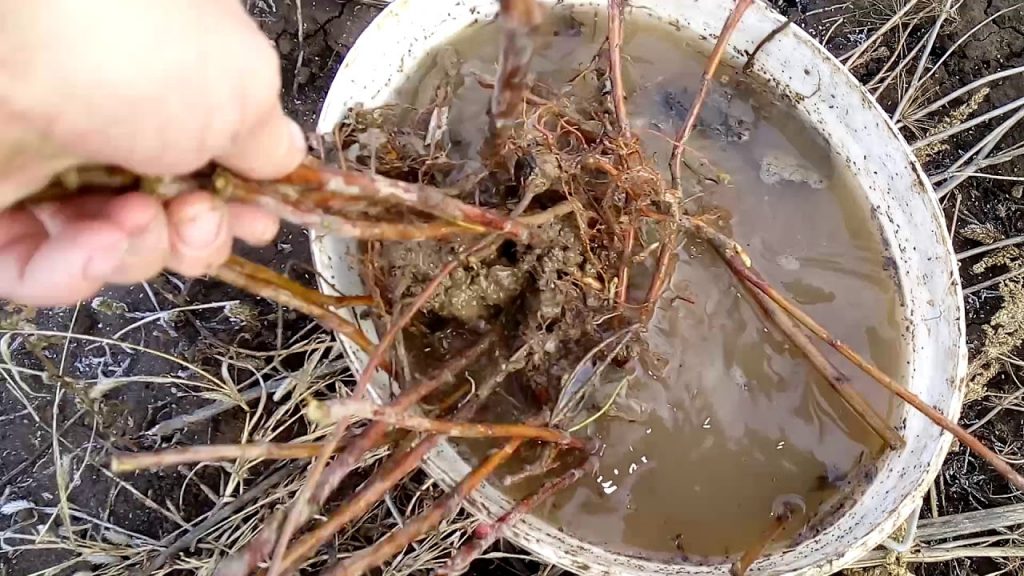 Для профилактики заболеваний корни перед посадкой обрабатывают 1%-м раствором медного купороса и промывают в воде