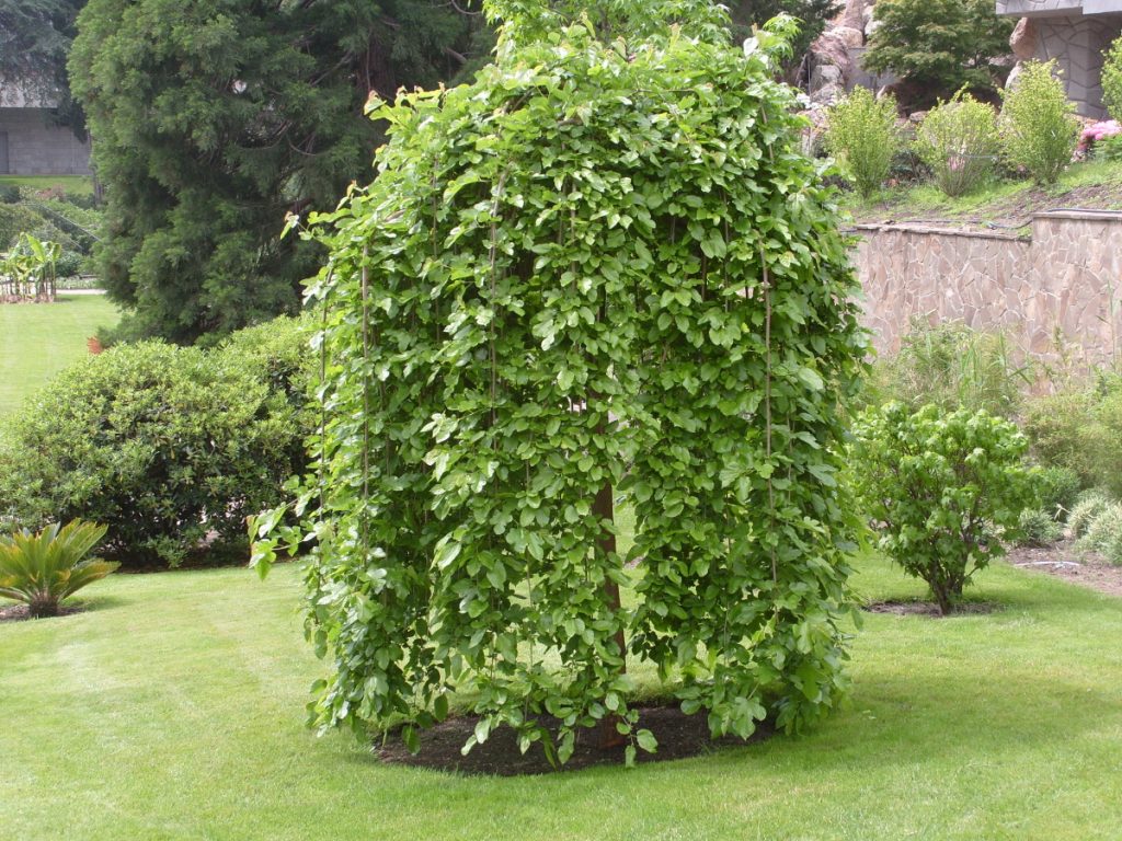 В регионах с теплыми зимами шелковица не нуждается в укрытии