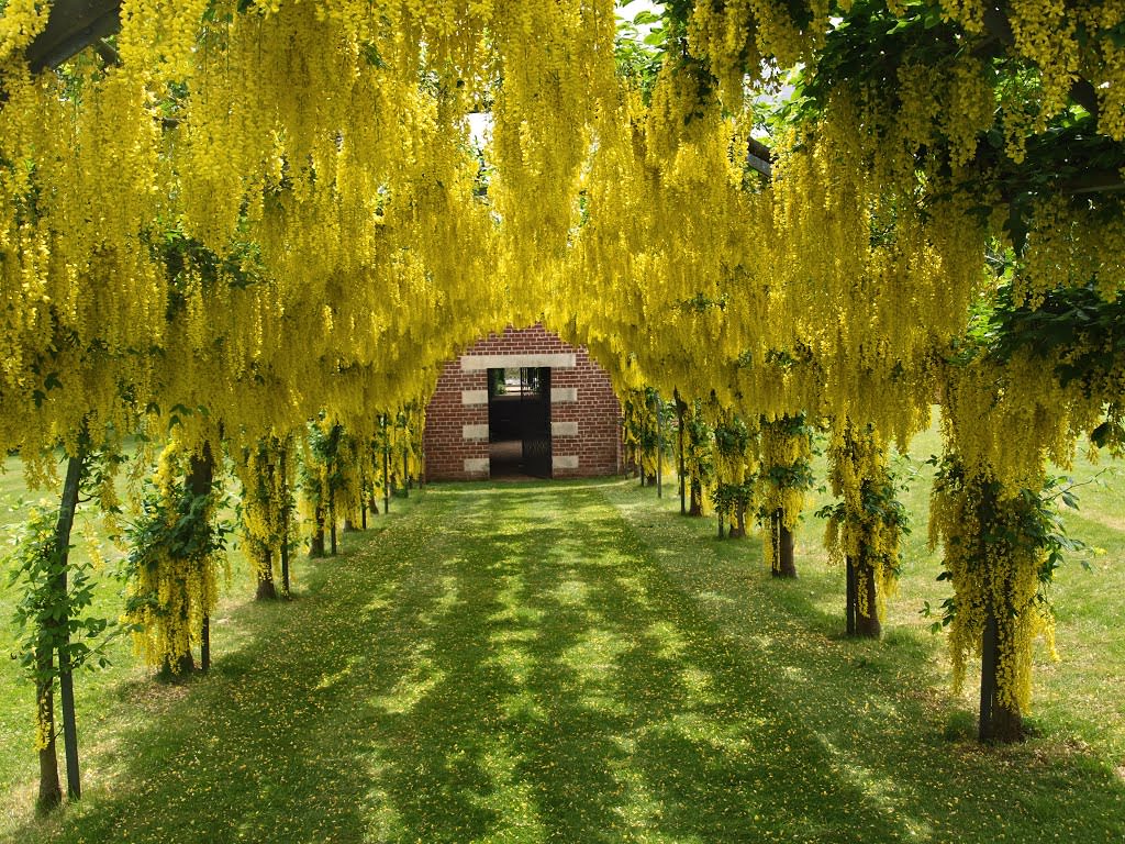 Живая аллея из бобовника
