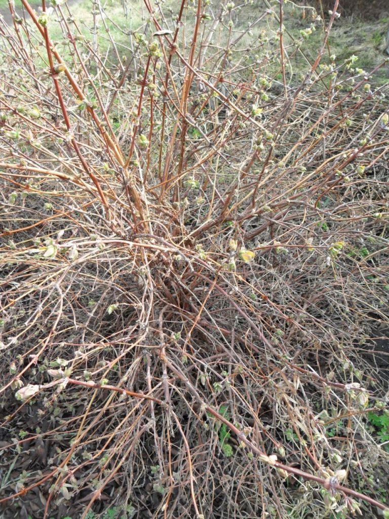 Заросший куст жимолости