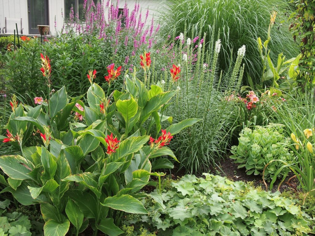 Канна - украшение клумбы