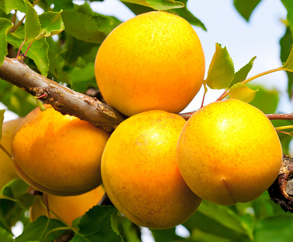 Кичигинский