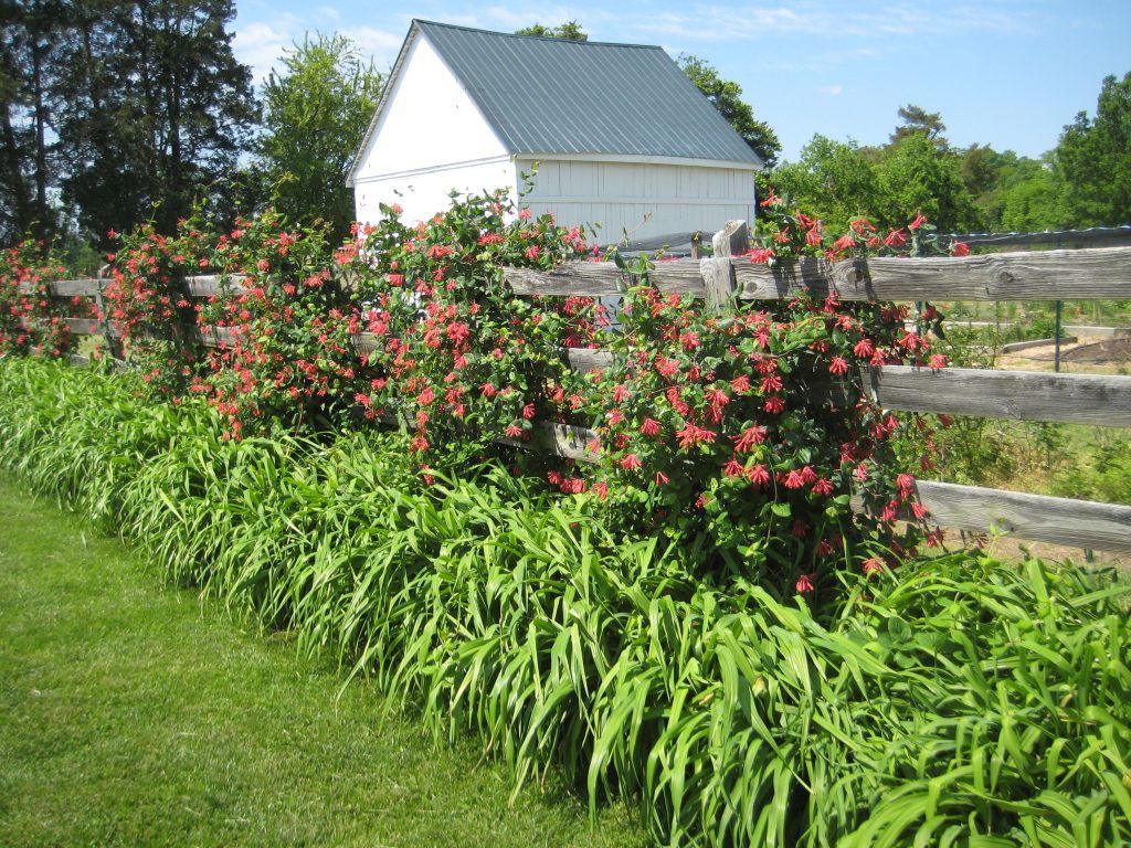 Компактная посадка жимолости в два ряда