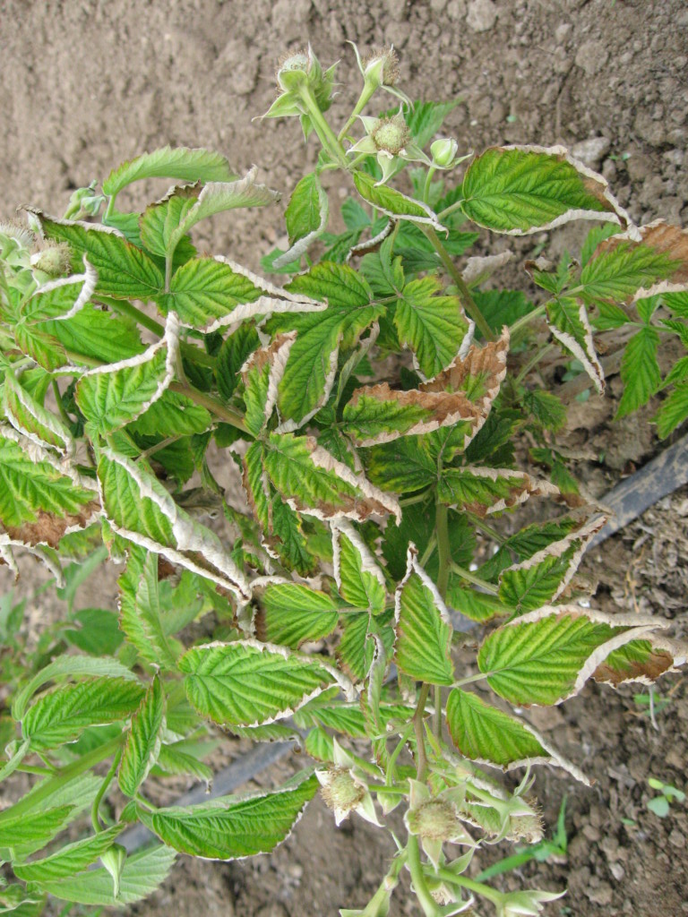 Курчавость поражает листья кустарника и снижает урожайность