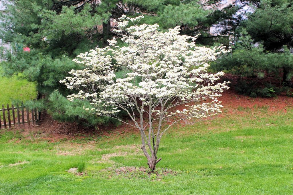 Правильный уход за растением гарантирует не только хороший внешний и здоровый вид, но и отменную урожайность