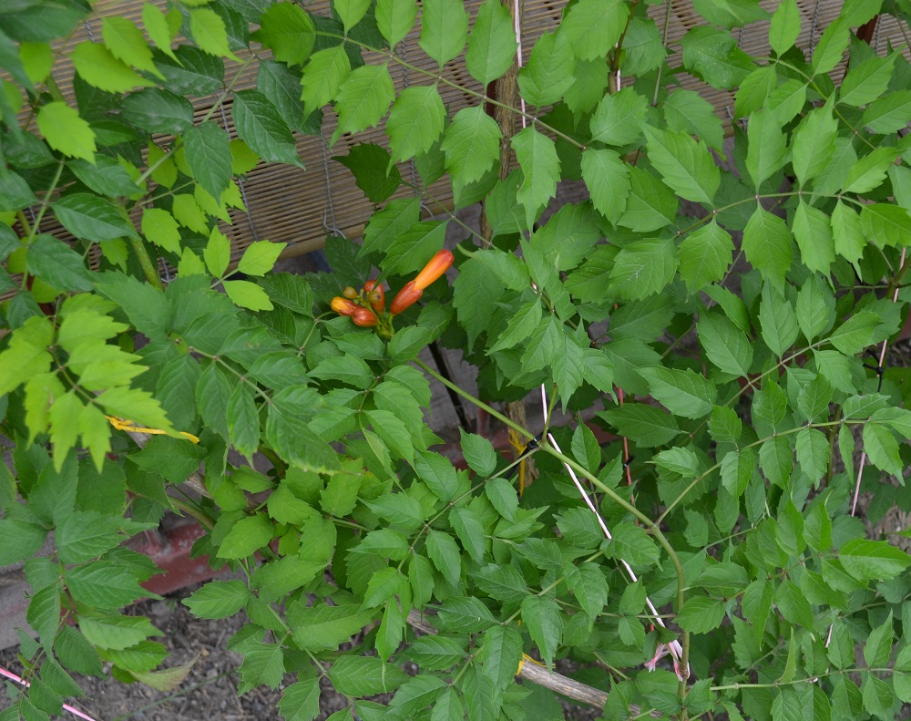 Листья растения