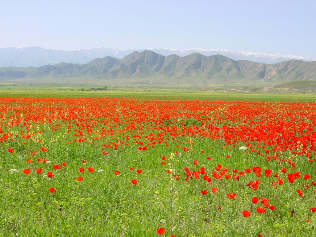 Туркменистан фото природы