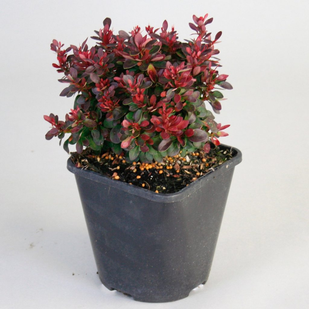 Миниатюрный сорт Багатель