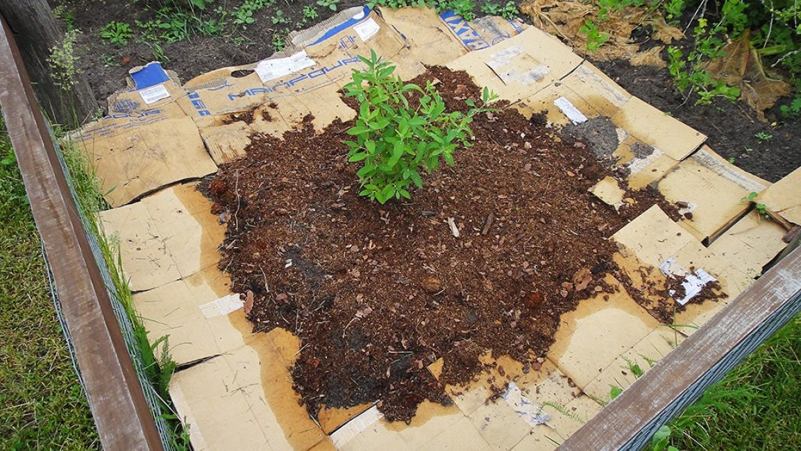 Мульчирование куста при посадке